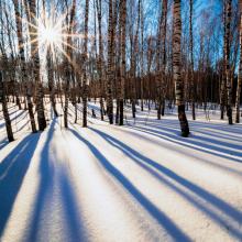bright morning sun shining through tall bare birch trees casting shadows over snow via Canva