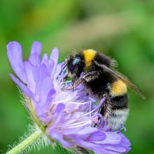 closeup of a bumblebee coated in pollen resting on a purple flower via Canva