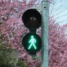traffic signal with green walking person before backdrop of pink cherry blossoms via Canva