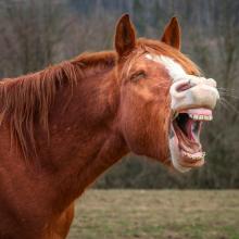 photo of a brown horse bearing teeth in a manner that looks like laughter via Canva